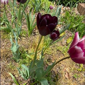 Meet your Posher, Peyton